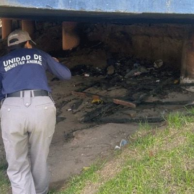 Perrita fue quemada viva en Carcelén, Norte de Quito; autoridades buscan a los responsables